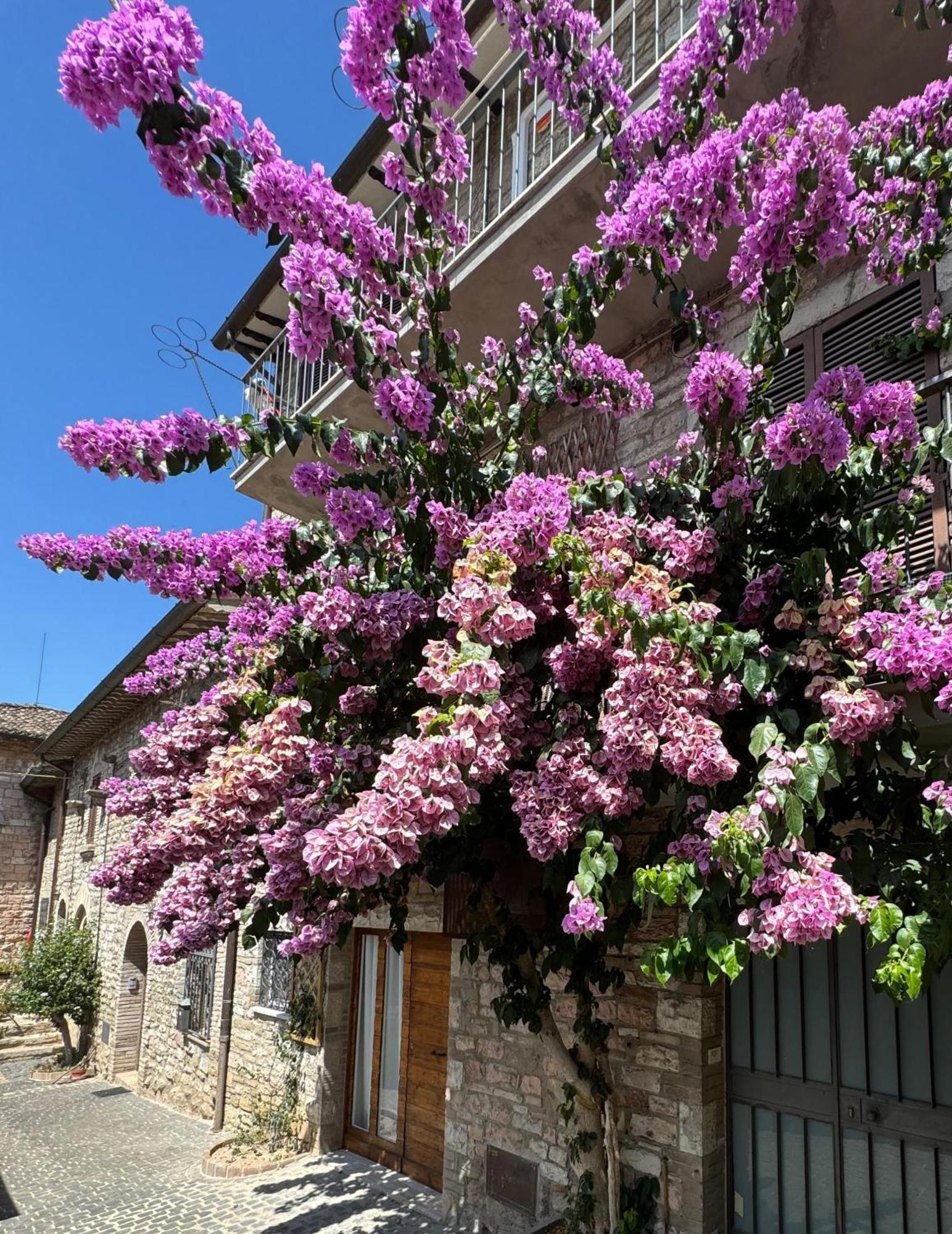 La Bouganville Assisi Bagian luar foto